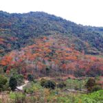 Đất lâm nghiệp