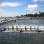 Đất nuôi trồng thuỷ sản sử dụng với mục đích nuôi trông thuỷ sản