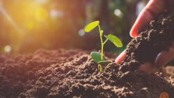 Đất thịt mang tính chất của cả đất cát và đất sét