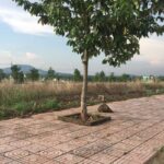 Xu hướng đầu tư đất nền Đồng Nai giá rẻ bùng nổ những năm gần đây