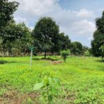 Khái niệm về đất vườn - đất vườn Đồng Nai