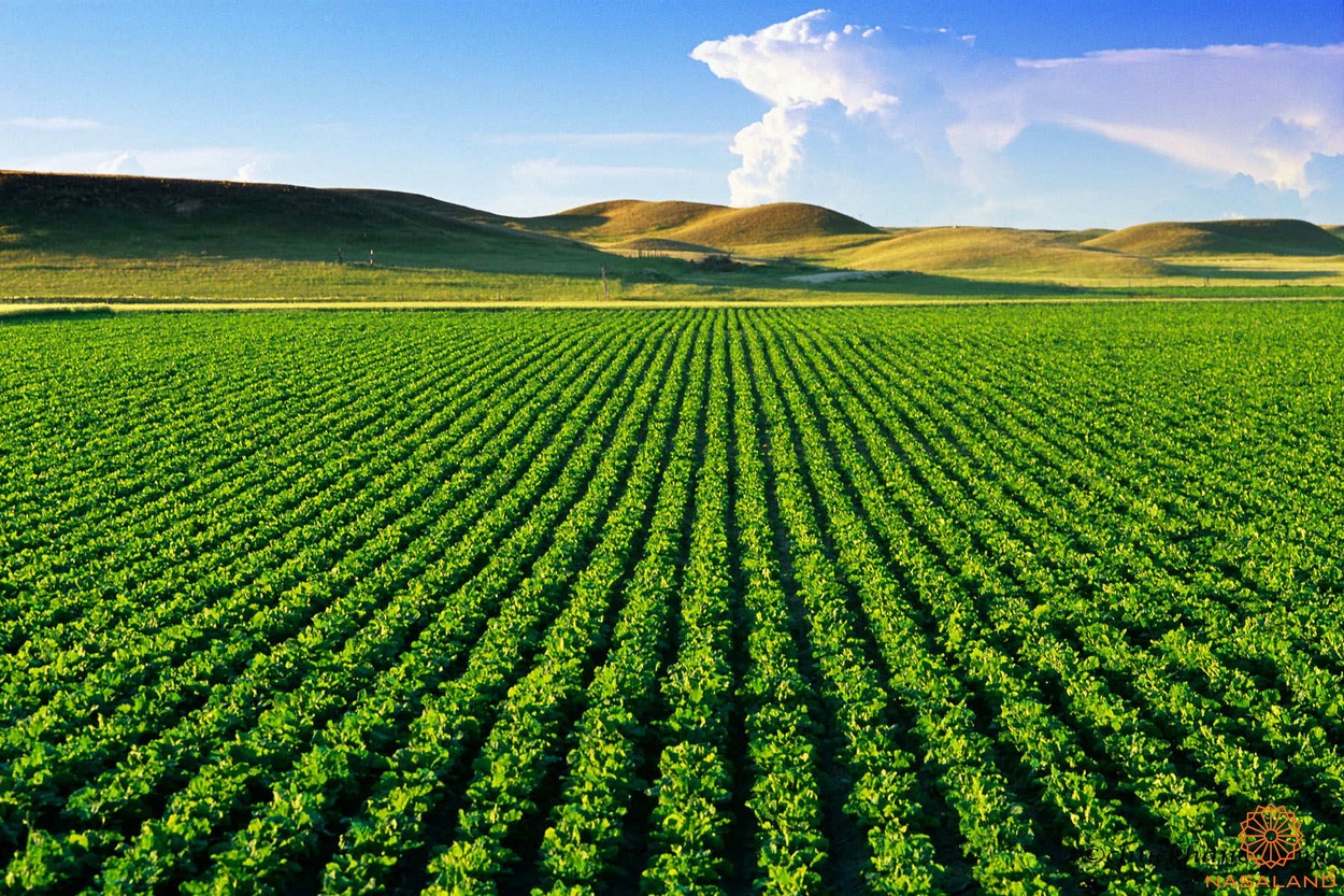 Đất nông nghiệp là đất dùng để canh tác, trồng trọt, chăn nuôi - xây nhà trên đất nông nghiệp