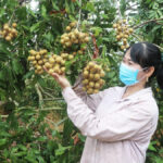 Vườn nhãn cho thu hoạch 600 triệu mỗi năm của gia đình chị