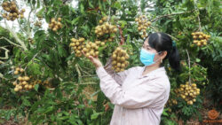 Vườn nhãn cho thu hoạch 600 triệu mỗi năm của gia đình chị