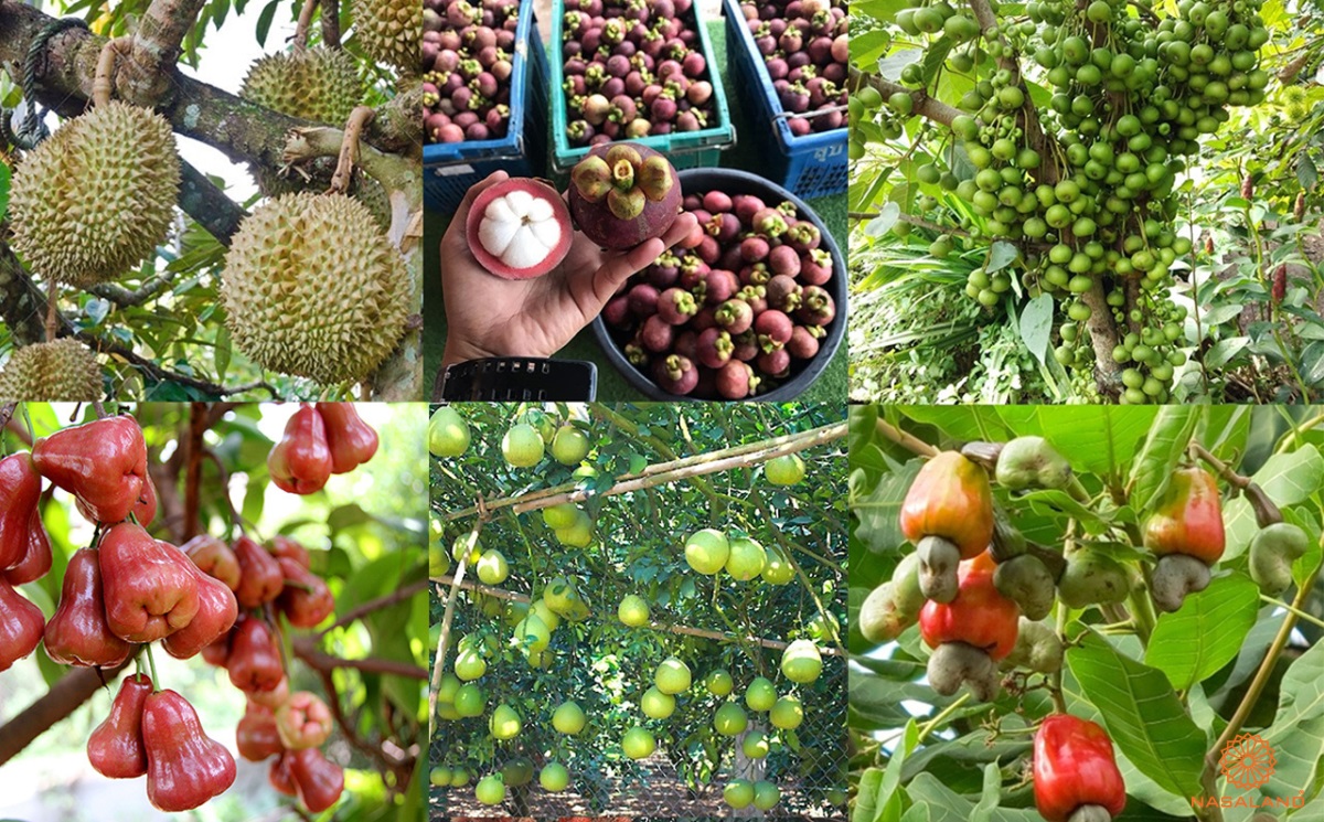 Du lịch vườn cây ăn trái tại xã Sông Thao, Bàu Hàm